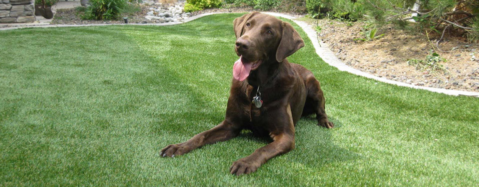 pet turf with chocolate lab on it