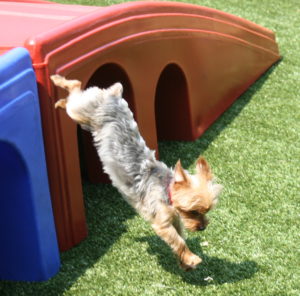 puppy leaping from outdoor slide onto artificial turf yard