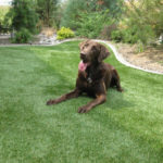 big dog with tongue out laying on artificial turf backyard surrounded by beautiful landscaping