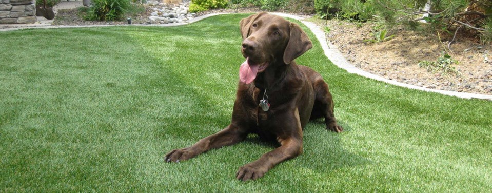 brown dog with tongue out laying on artificial turf backyard surrounded by beautiful landscaping