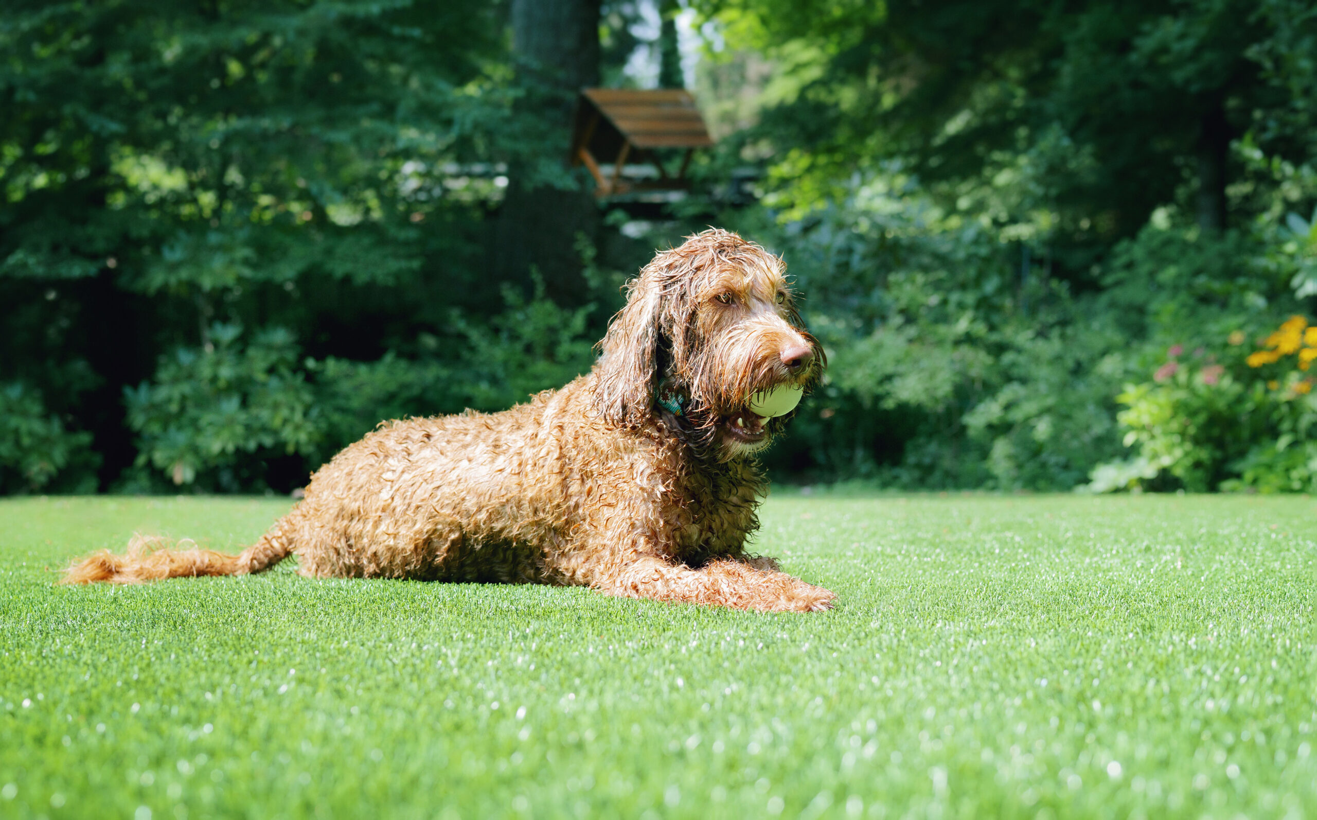 A fluffy labradoodle with wet fur from swimming takes a quick break while chewing on a ball on artificial turf lawn for how-artificial-turf-handles-dog-urine-odors-and-drainage blog.
