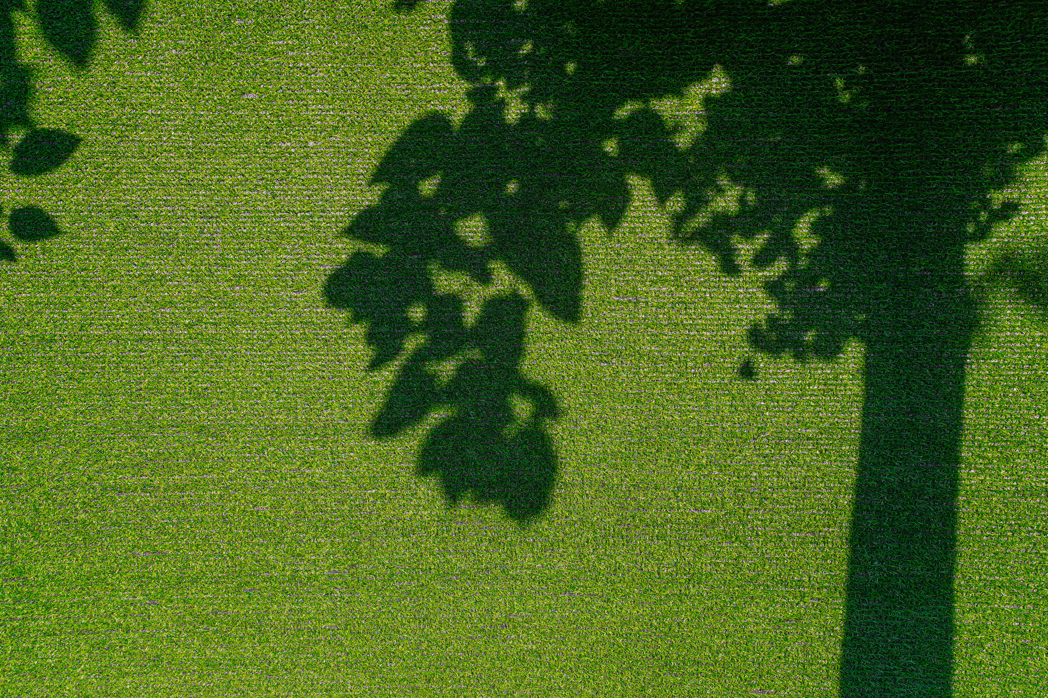 An artificial grass lawn with a tree shadow under sunlight for before-hiring-an-artificial-turf-installer blog.
